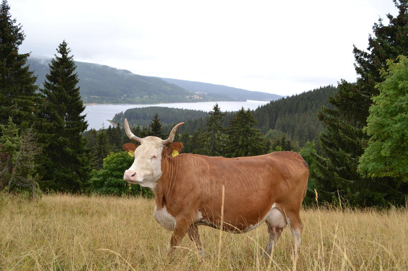 Hinterwälder Kuh auf der Weide mit Blick auf den Schluchsee