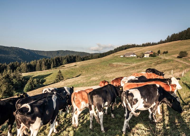 Kühe der Erlenbacher Hütte am Feldberg im Hochschwarzwald