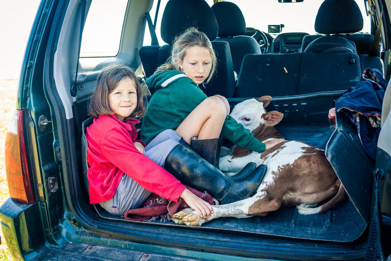 Zwei Mädchen die im Kofferraum eines Autos sitzen und ein Kälbchen festhalten auf dem Hofgut Dürrenbühl