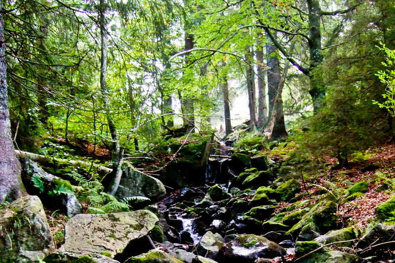 Wasserfallsteig Wald